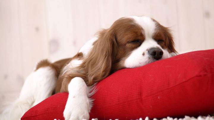 Cutie Doggy Is Sleeping On Red Pillow